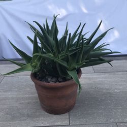 Aloe succulents in an old Italian terracotta pot