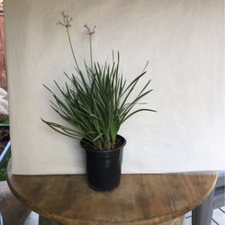 Aromatic Society Garlic plant $9 each or 2 for $15