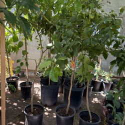 Ruby Red Grapefruit Trees 5F The Tall $60 Each Price Firm