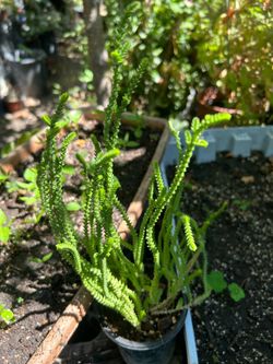 Planta