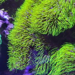 Fake GSP Coral
