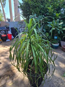 Ponytail plant