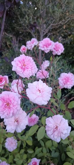Rose plants 🌹