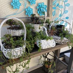 Baskets With Succulent Plants 