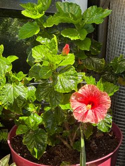 2 hibiscus plants