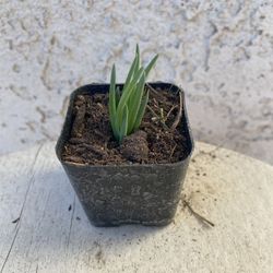 2 Inch Pot Succulent Plant - Narrow Leaf Chalksticks -Senecio Vitalis - Rooted & Established - Drought Resistant- 🪴Baby Bridal Shower Favors 