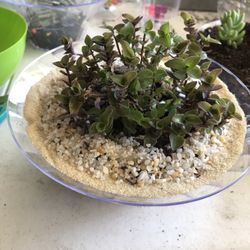 Succulents 