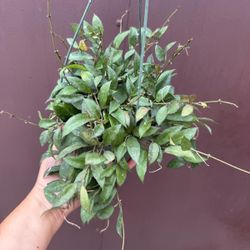 6” hoya lacunosa 