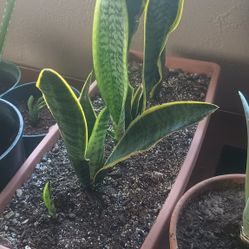 Snake Plant  5 In 1. 