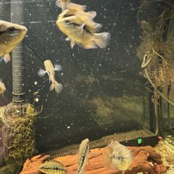 Aquarium Decoration 