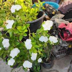 Esta Plantas Se Llama,Terecita..