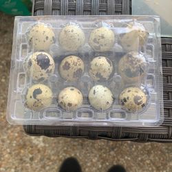jumbo coturnix quail hatching eggs