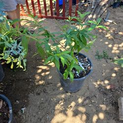 Durazno Tree Peach Tree