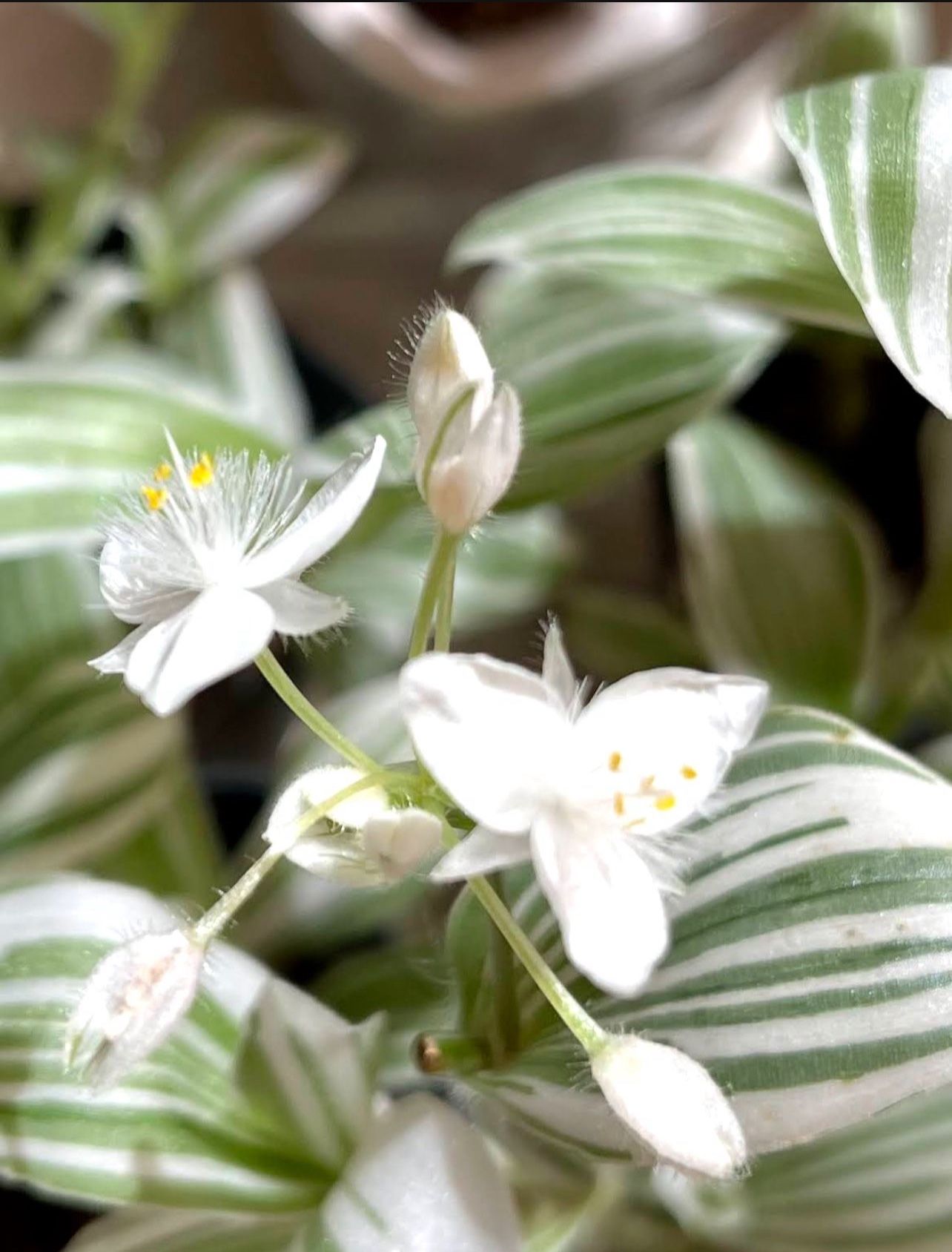 Tradescantia Albiflora Variegate, Inch House Plant In Cute Ceramic Pot 5"H.