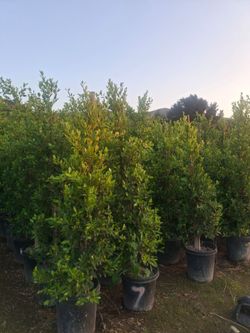 Ficus trees