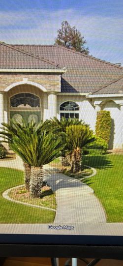 Sago palm