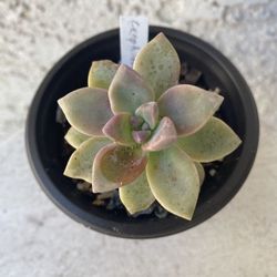 3 Inch Pot Succulent Plant - Hybrid Graptosedum Ghosty - Rooted & Established - Drought Resistant 🪴