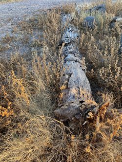Saguaro skeletons