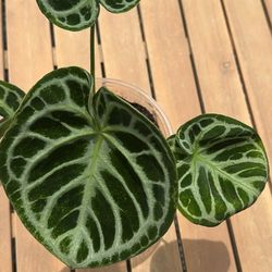Anthurium Doriyaki House Plant