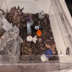 Jumping Spider Enclosure 