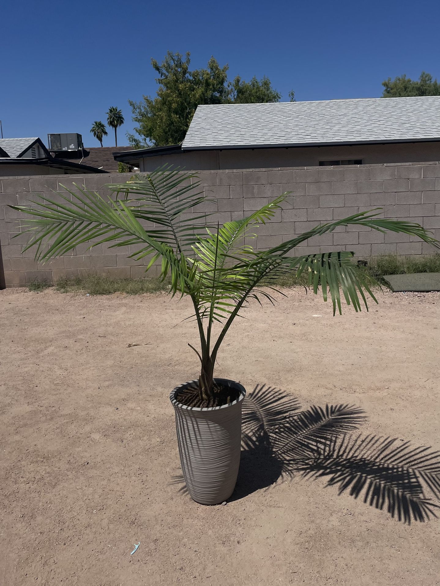 Palm Plant 