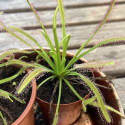 Cape sundews (drosera capensis) carnivorous plants