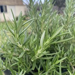 ROSEMARY PLANT