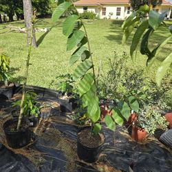 Geffner Atemoya 3 Gallon 