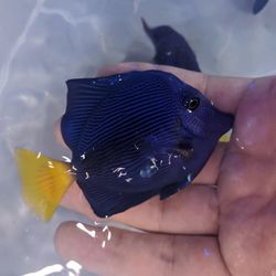 Fish decor