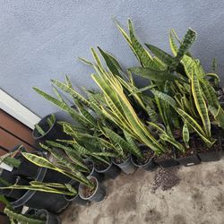 Snake plant 