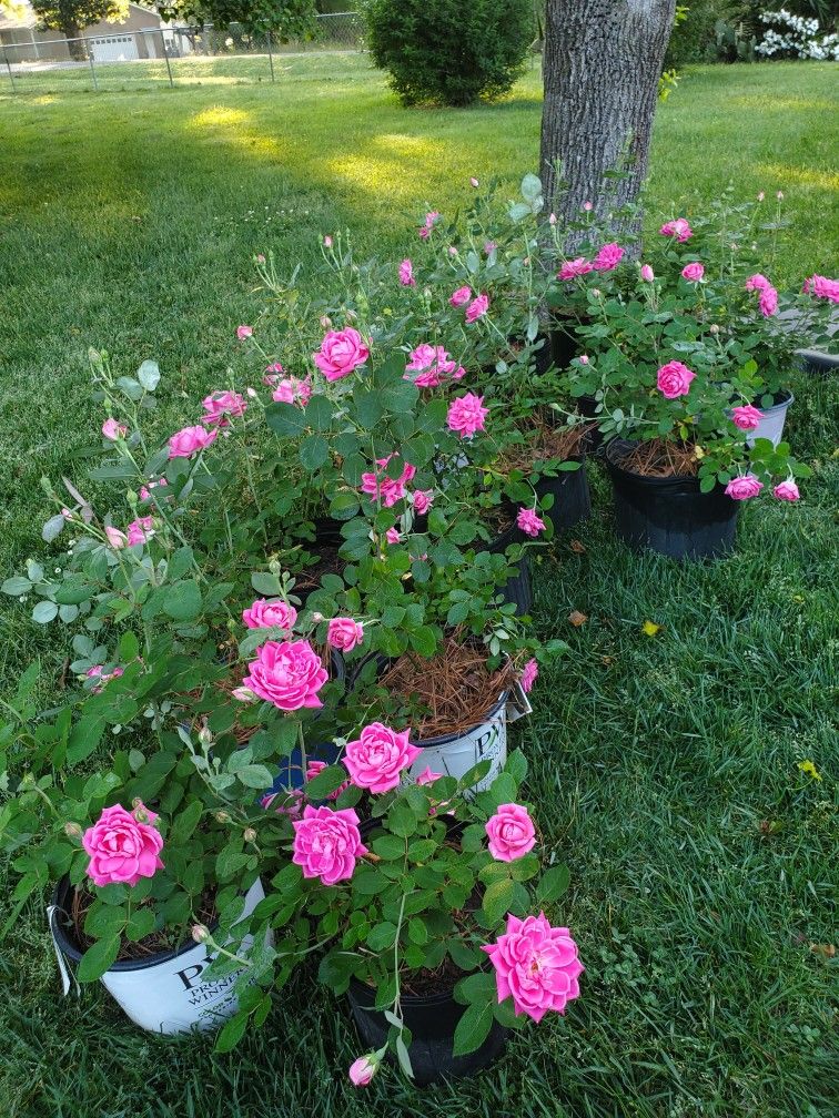 Rosas Color Rosa