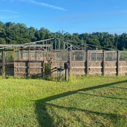 Horses Walking Machine 