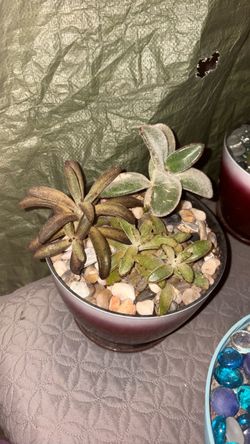Succulent arrangement for sale