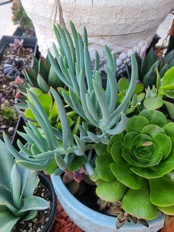 Blue chalk succulents