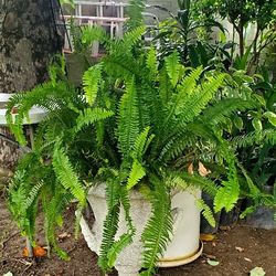 #15 Sword fern  5 gallon pot  Decorative pot is not included