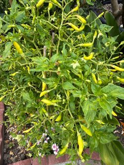 Chili Plant -Capsicum annuum (Sweet  chili pepper plant ) … cay ot xiem trang