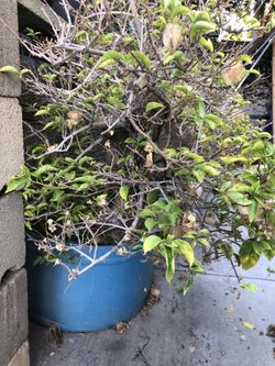 FS: Mixed batch of plants PLEASE MAKE AN OFFER