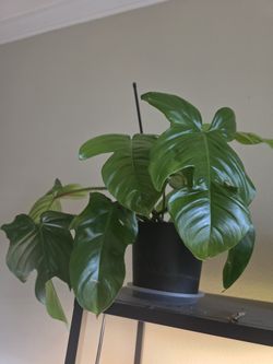 Philodendron for sale