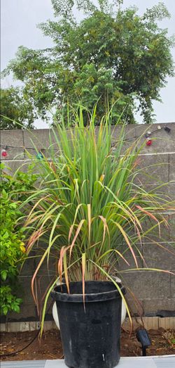 Lemon grass