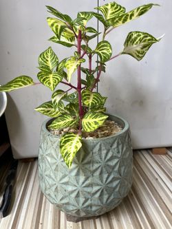 Bonita Planta En Maceta De Ceramica