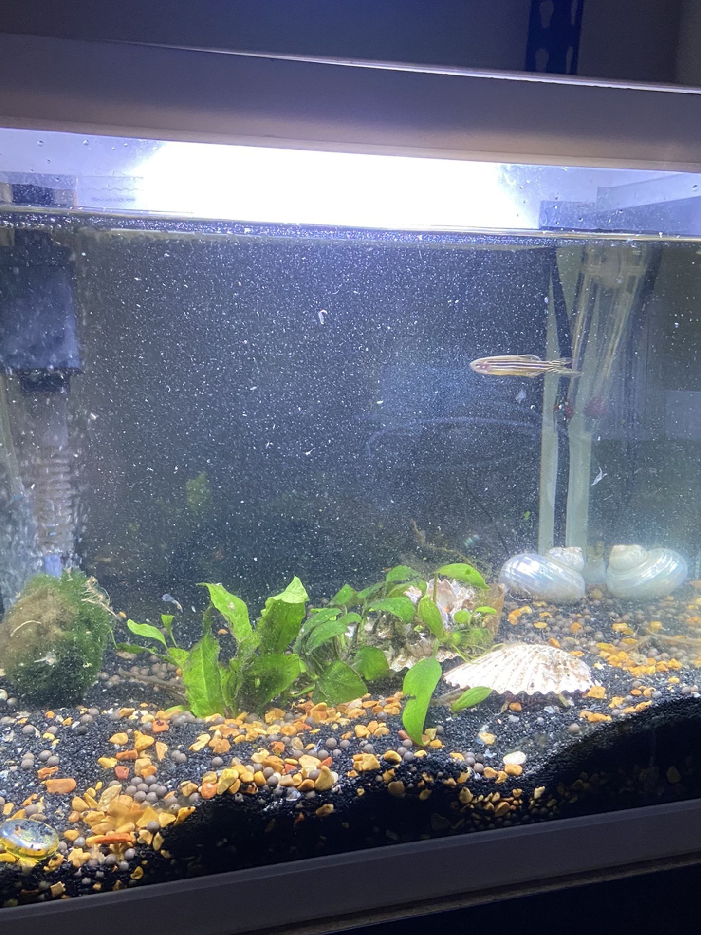 Aquarium / Fish Tank