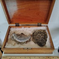Carved Wooden Box, Fur, Natural Treasures 