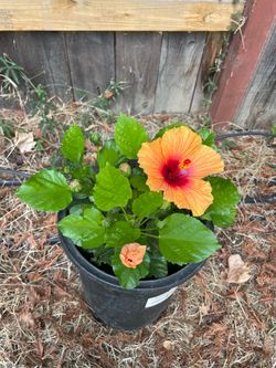 Outdoor Full sun or partial (also great for patio)  Blooming 5 gallon pot hibiscus, full of blooms; 95820