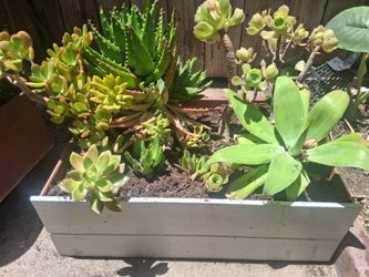 Medium Succulent arrangement cactus decor live plant