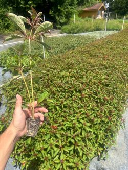 Firebush liners