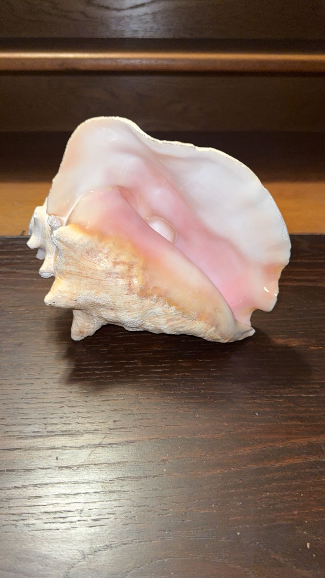 Large Pink Queen Conch Shell – Real Sea Shell