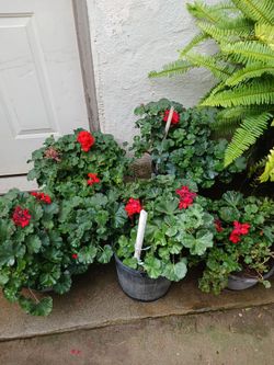 Red Geranium plant