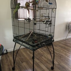 Bird Cage 