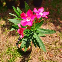 Hot pink oleander 3 gallon 4 feet