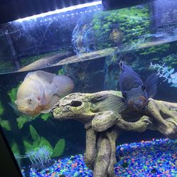 Fish Tank 